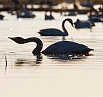 KA_100411_1347 / Cygnus cygnus / Sangsvane