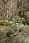 KA_100424_1135 / Coronella austriaca / Slettsnok