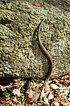 KA_100424_1151 / Coronella austriaca / Slettsnok