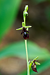 KA_100630_5129 / Ophrys insectifera / Flueblom