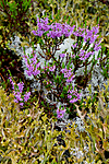 KA_100805_6526 / Calluna vulgaris / Røsslyng <br /> Cetraria islandica / Islandslav