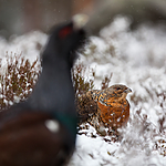 KA_120421_4901 / Tetrao urogallus / Storfugl