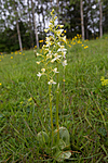 KA_120614_2592 / Platanthera montana / Grov nattfiol
