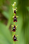 KA_120617_4803 / Ophrys insectifera / Flueblom