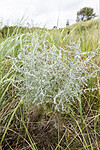 KA_120907_5945 / Artemisia absinthium / Malurt