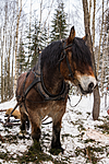 KA_130208_1062 / Equus caballus / Hest