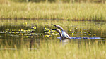 KA_130612_2459 / Gavia stellata / Smålom