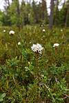 KA_130612_2485 / Rhododendron tomentosum / Finnmarkspors