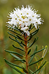 KA_130612_2488 / Rhododendron tomentosum / Finnmarkspors