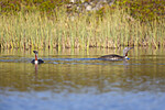 KA_130806_1661 / Gavia stellata / Smålom