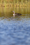 KA_130806_1670 / Gavia stellata / Smålom