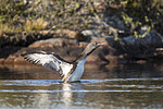 KA_130806_1682 / Gavia stellata / Smålom