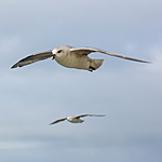 KA_130813_2663 / Fulmarus glacialis / Havhest