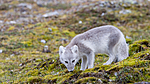 KA_130817_3632 / Vulpes lagopus / Fjellrev