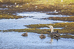 KA_130818_3946 / Gavia stellata / Smålom