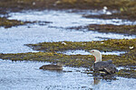 KA_130818_3951 / Gavia stellata / Smålom