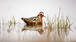 KA_140609_1950 / Phalaropus fulicarius / Polarsvømmesnipe