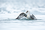 KA_140610_2039 / Fulmarus glacialis / Havhest