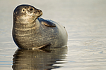 KA_140612_4007 / Phoca vitulina / Steinkobbe