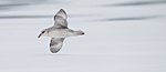 KA_140614_4774 / Fulmarus glacialis / Havhest