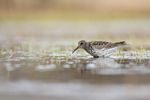 KA_140616_5511 / Calidris maritima / Fjæreplytt