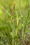 KA_140625_5937 / Botrychium matricariifolium / Huldrenøkkel