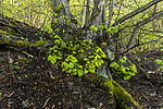 KA_150513_26 / Tilia cordata / Lind