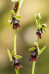 KA_150616_14 / Ophrys insectifera / Flueblom