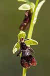 KA_150616_15 / Ophrys insectifera / Flueblom