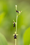 KA_150619_10 / Ophrys insectifera / Flueblom