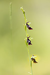 KA_150619_5 / Ophrys insectifera / Flueblom