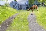 KA_150622_47 / Capreolus capreolus / Rådyr