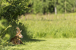 KA_150622_65 / Capreolus capreolus / Rådyr