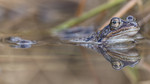 KA_160410_29 / Rana temporaria / Buttsnutefrosk