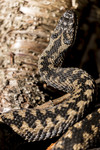 KA_160410_33 / Vipera berus / Hoggorm