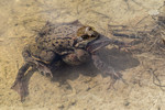 KA_160410_4 / Rana temporaria / Buttsnutefrosk