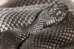 KA_160410_45 / Vipera berus / Hoggorm