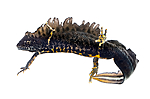 KA_160501_32 / Triturus cristatus / Storsalamander