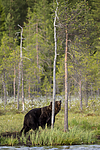 KA_160623_64 / Ursus arctos / Brunbjørn