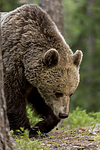 KA_160624_479 / Ursus arctos / Brunbjørn