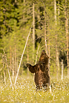 KA_160626_476 / Ursus arctos / Brunbjørn