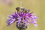 KA_160708_35 / Centaurea scabiosa / Fagerknoppurt <br /> Megachile lagopoda / Storbladskjærerbie