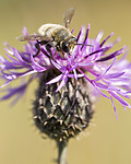 KA_160708_45 / Centaurea scabiosa / Fagerknoppurt <br /> Megachile lagopoda / Storbladskjærerbie