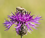 KA_160708_52 / Centaurea scabiosa / Fagerknoppurt <br /> Megachile lagopoda / Storbladskjærerbie