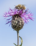 KA_160708_60 / Centaurea scabiosa / Fagerknoppurt <br /> Megachile lagopoda / Storbladskjærerbie