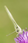KA_160722_103 / Centaurea jacea / Engknoppurt <br /> Pieris brassicae / Stor kålsommerfugl