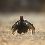 KA_170423_127 / Tetrao tetrix / Orrfugl