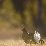 KA_170423_178 / Tetrao tetrix / Orrfugl