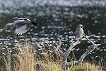 KA_171014_220 / Garrulus glandarius / Nøtteskrike