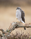 KA_171015_178 / Accipiter nisus / Spurvehauk
